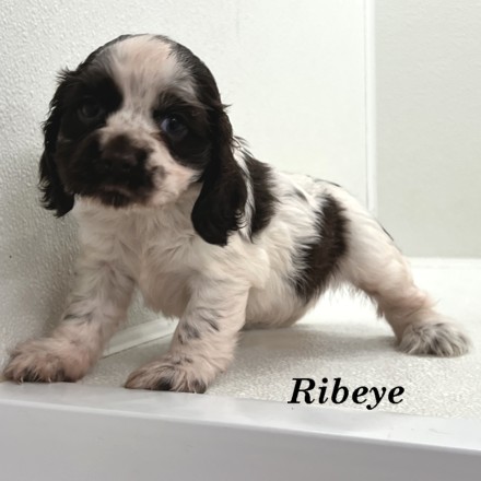 puppy, for, sale, Cocker Spaniel, Joe & Cherri  Overlease, dog, breeder, Miller, MO, dog-breeder, puppy-for-sale, forsale, nearby, find, puppyfind, locator, puppylocator, aca